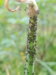 Neotoxoptera formosana