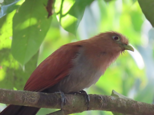 Squirrel Cuckoo (Middle America)