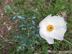 Argemone albiflora texana