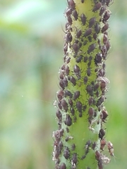 Neotoxoptera formosana
