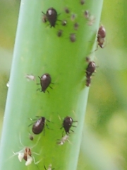 Neotoxoptera formosana