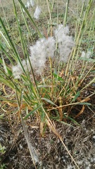 Melinis repens repens