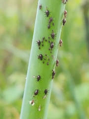 Neotoxoptera formosana