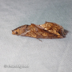 Plusiodonta coelonota