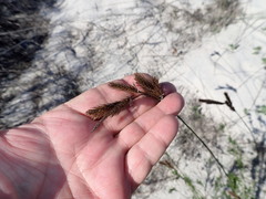 Thamnochortus punctatus