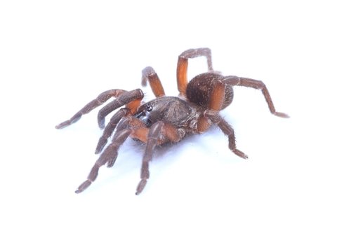Trichopelma coenobita