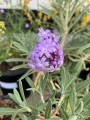 Glandularia lilacina