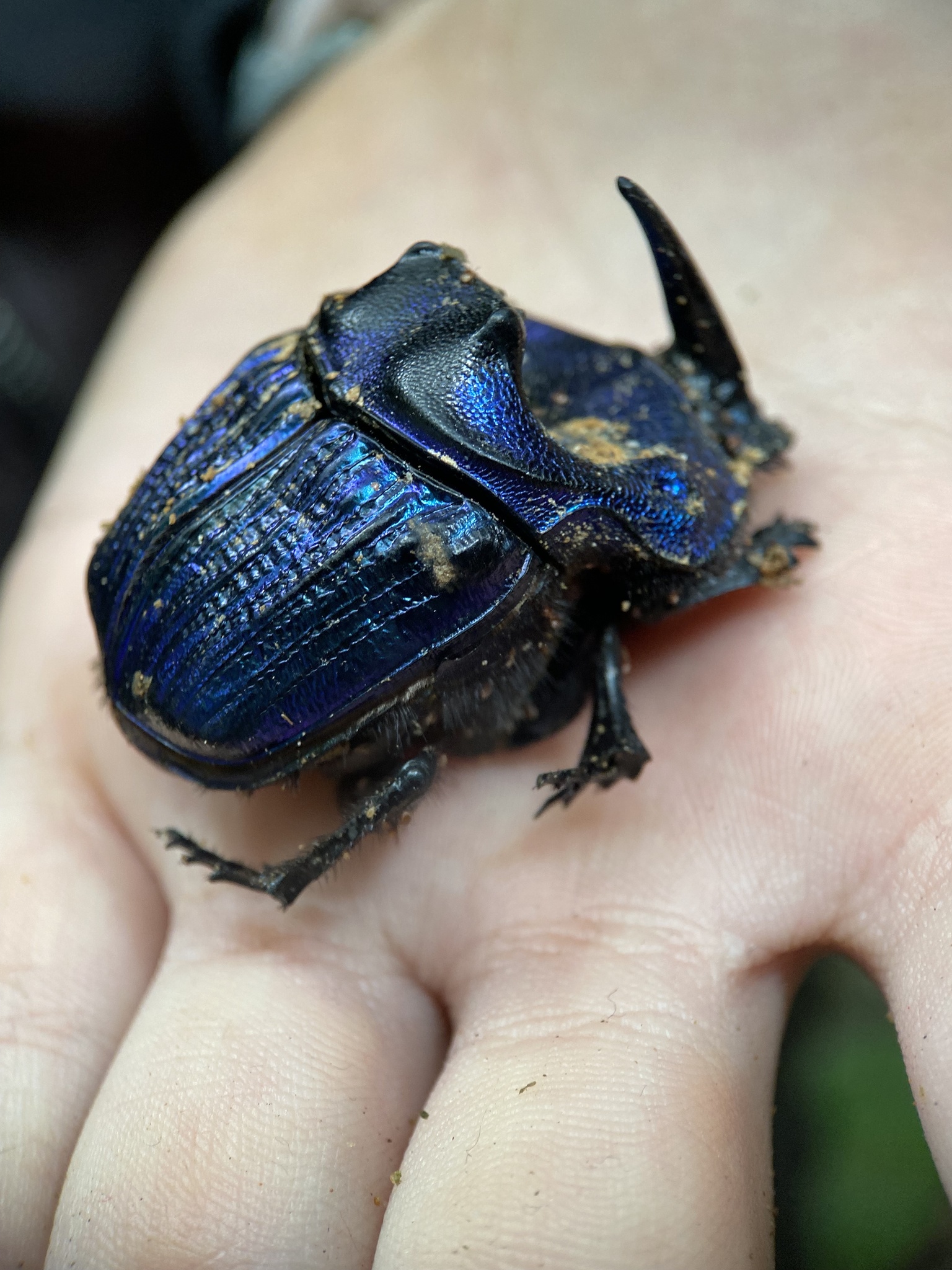 Coprophanaeus bonariensis　34mm 31mm Coprophanaeus bonariensis 34mm 31mm 光り