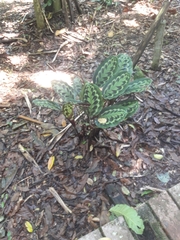 Goeppertia veitchiana