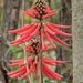 American Coral Tree - Photo (c) Alfonso Gutiérrez Aldana, some rights reserved (CC BY-NC), uploaded by Alfonso Gutiérrez Aldana