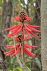 American Coral Tree - Photo (c) Alfonso Gutiérrez Aldana, some rights reserved (CC BY-NC), uploaded by Alfonso Gutiérrez Aldana