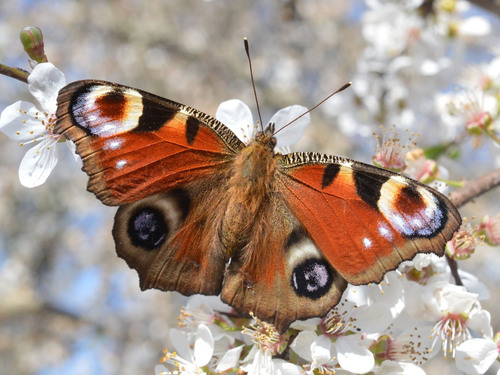 European peacock
