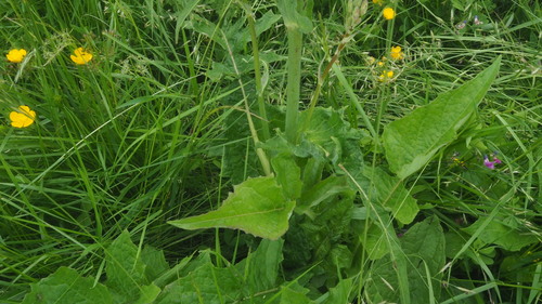 Image of Lactuca plumieri by (c) Sylvain Gérard, some rights reserved (CC BY)