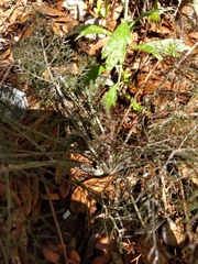 Foeniculum vulgare dulce