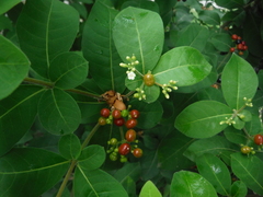 Rauvolfia tetraphylla