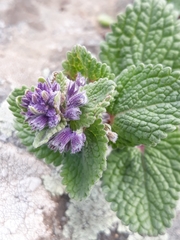 Nepeta racemosa racemosa