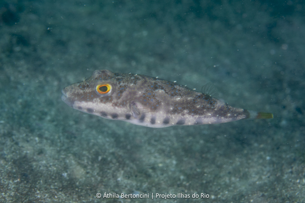 Brazilian puffer