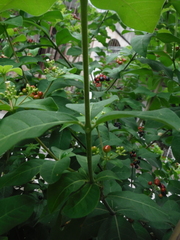 Rauvolfia tetraphylla