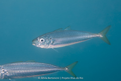 Mackerel Scad photo 2
