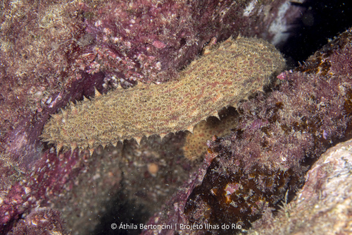 Holothuria grisea Selenka, 1867