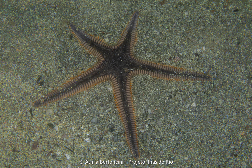 Astropecten brasiliensis