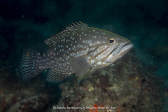 Comb Grouper photo 5