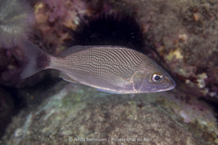 Atlantic Latin Grunt photo 2