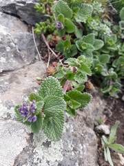 Nepeta racemosa racemosa