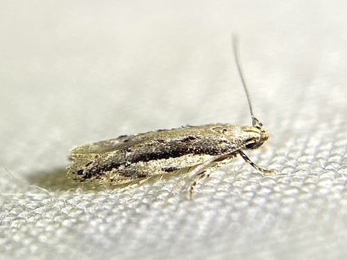 White-edged Coleotechnites Moth photo 3