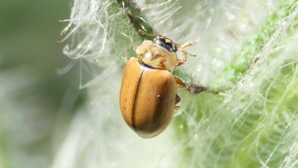 Larch Lady Beetle from 72160 Horb am Neckar, Deutschland on March 20 ...