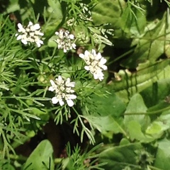 Scandix pecten-veneris