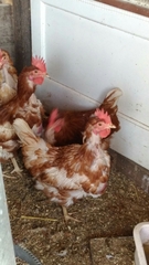 Gallus gallus domesticus