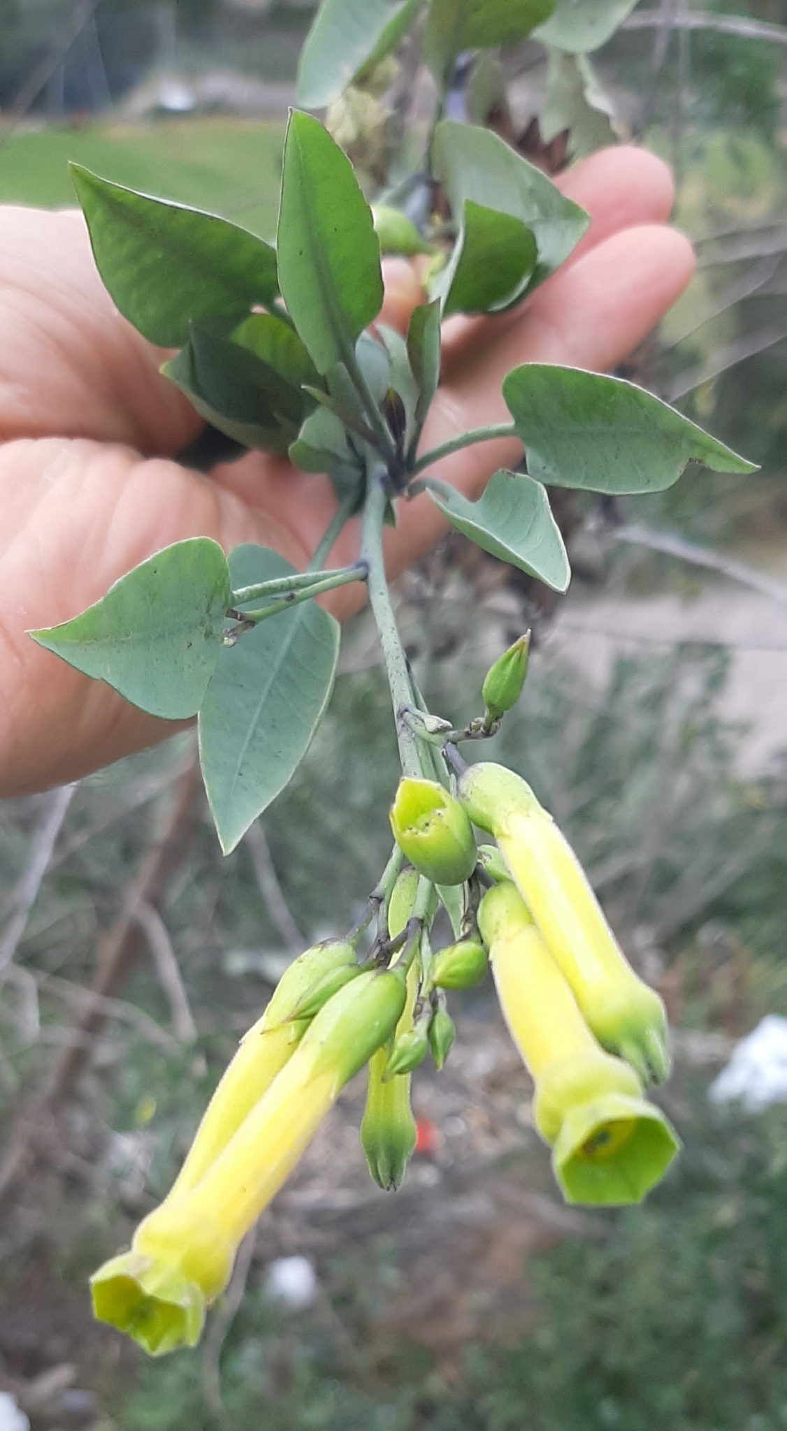 Nicotiana glauca image