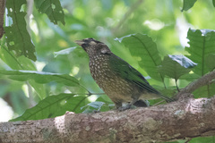 Ailuroedus maculosus