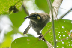 Meliphaga notata