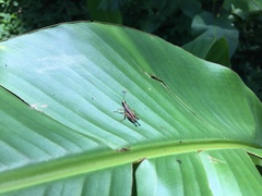 Orphulella concinnula