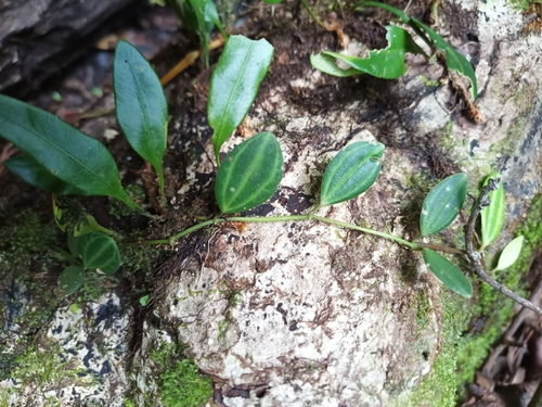 Peperomia quadrangularis, photograph 6