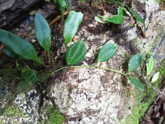 Peperomia quadrangularis, photograph Guillaume Delaitre, CC BY, iNaturalist via GBIF