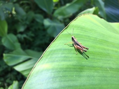Orphulella concinnula