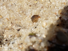 Arcitalitrus sylvaticus