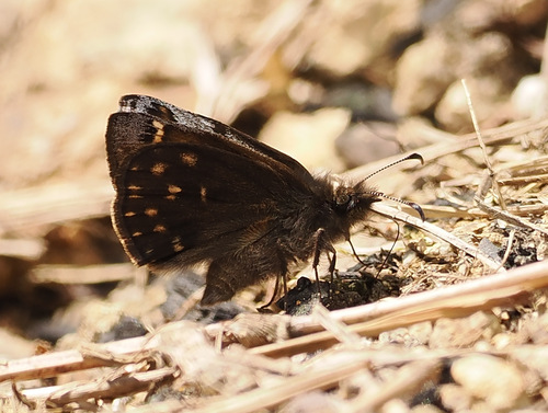 Mountainous Duskywing