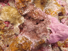 Leptastrea purpurea image