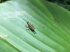 Orphulella concinnula