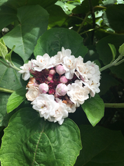 Clerodendrum chinense