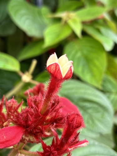 Mussaenda erythrophylla