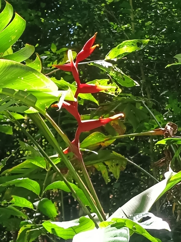 Heliconia spathocircinata (Heliconia spathocircinata)