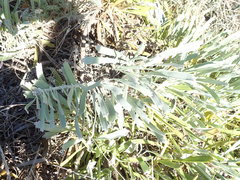 Leucospermum hypophyllocarpodendron