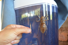 Spalacomimus magnus