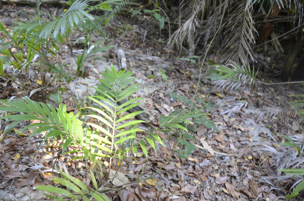 Bactris guineensis; photograph (c) Liam Steele, some rights reserved (CC BY)