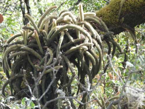 Aporocactus martianus, photograph 5